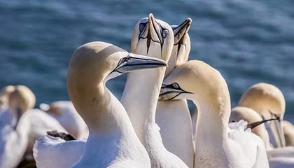 中国体育-中国足协确认两例错漏判：申花逃过红牌、中乙昆明进球被错吹