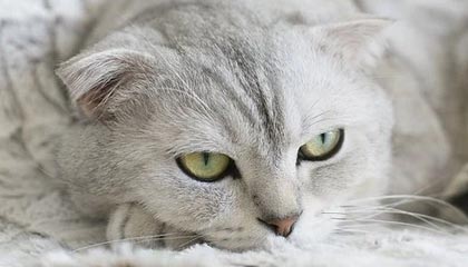 中国体育-中国足协确认两例错漏判：申花逃过红牌、中乙昆明进球被错吹